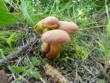 Owocniki podgrzybka czerwonawego (Xerocomus rubellus) , <p>fot. S. Piskorski</p>